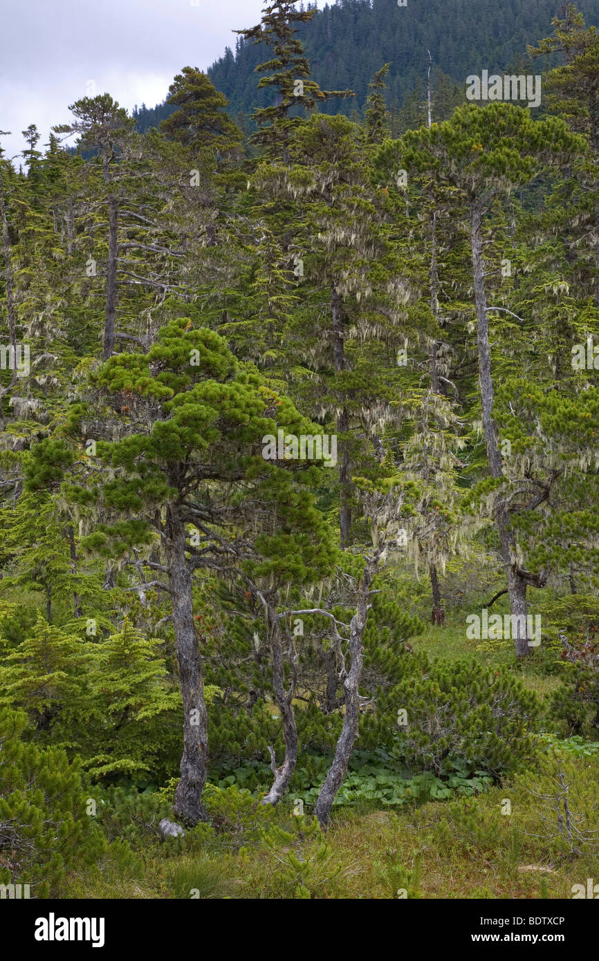 Kiefern & Bartflechten / Pines & Beard Lichen / Pinus species & Usnea longissima Stock Photo