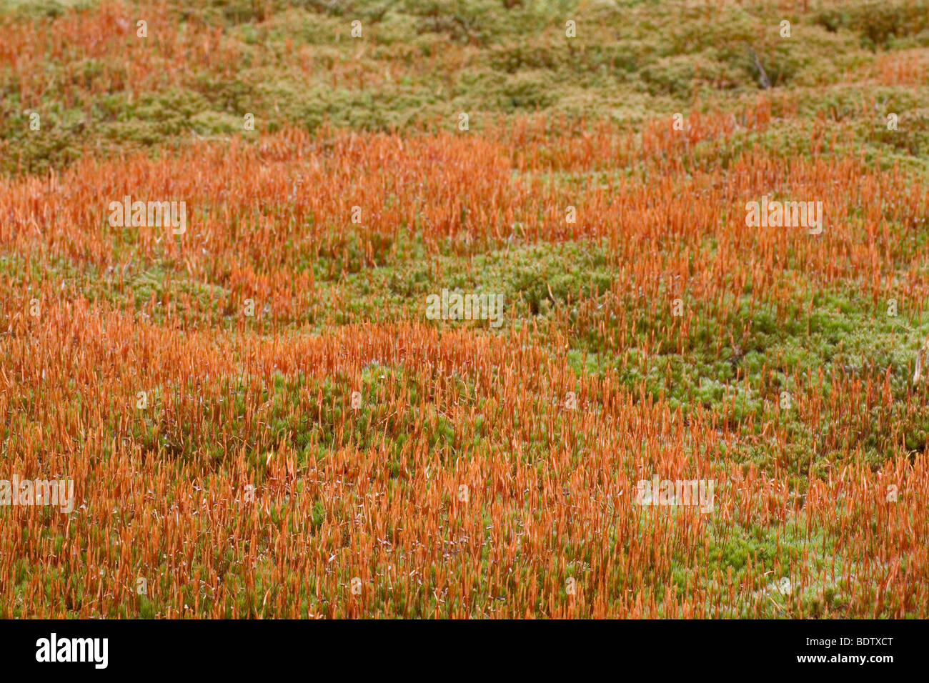 Purperstieliges Hornzahnmoos - (Hornzahnmoos) / Ceratodon Moss - (Redshank) / Ceratodon purpureus Stock Photo