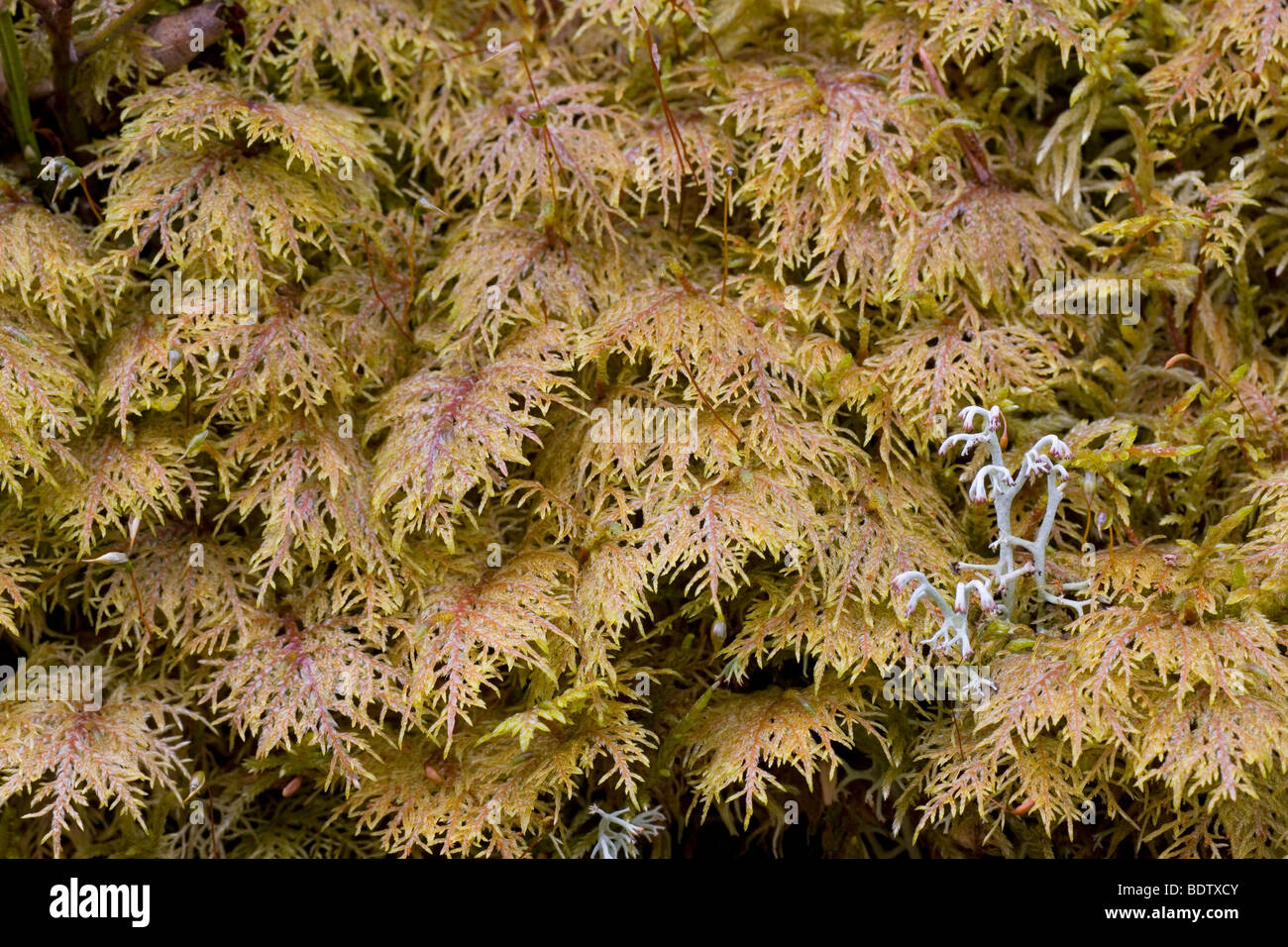 Etagenmoos - (Stockwerkmoos) / Glittering wood-Moss - (Feather Moss) / Hylocomium splendens Stock Photo