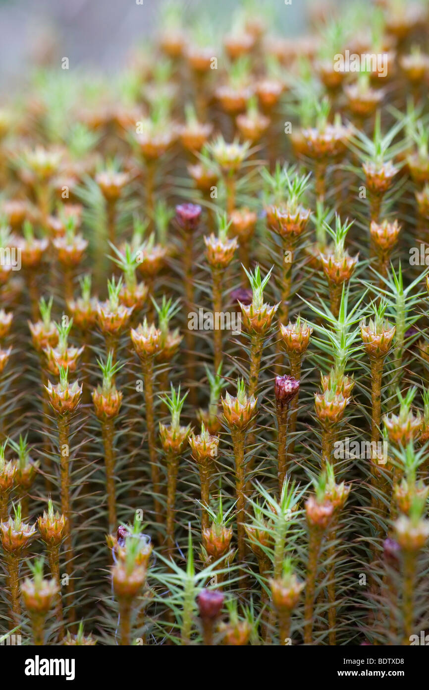 Goldenes Frauenhaarmoos - (Widertonmoos) / Polytrichum Moss - Common Haircap / Polytrichum commune Stock Photo