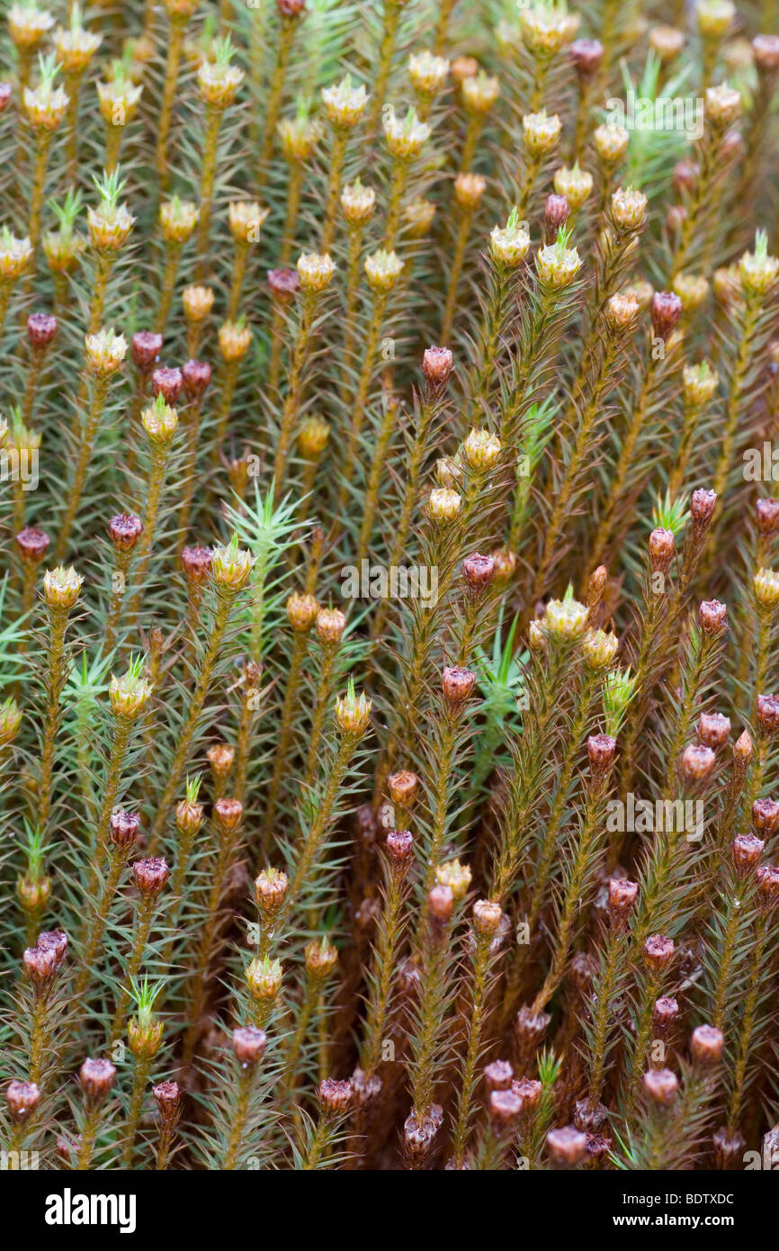 Goldenes Frauenhaarmoos - (Widertonmoos) / Polytrichum Moss - Common Haircap / Polytrichum commune Stock Photo
