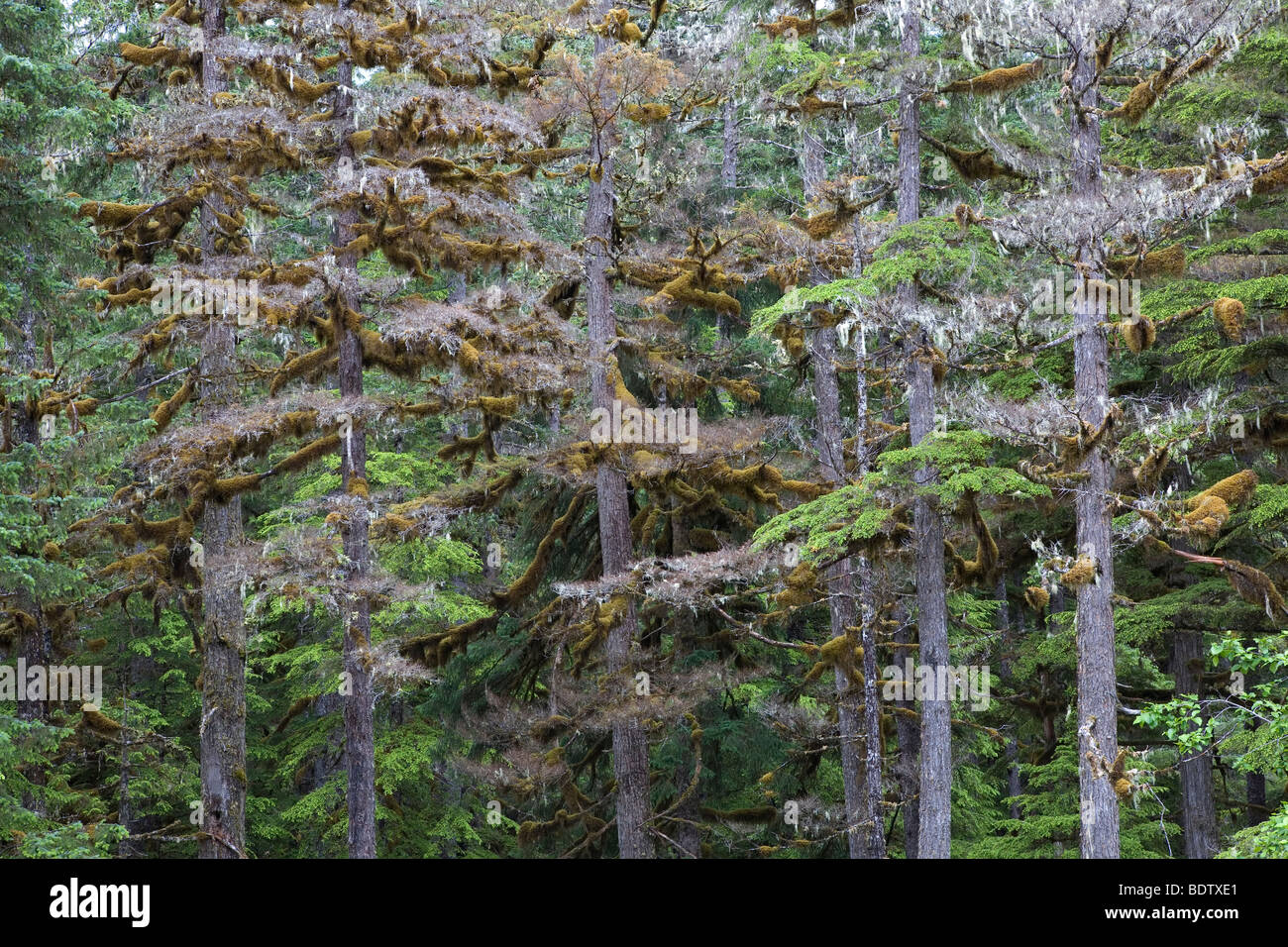 Mossbewachsene Westamerikanische Hemlocktannen / Western Hemlock - (mossy branches) / Tsuga heterophylla & Usnea longissima Stock Photo