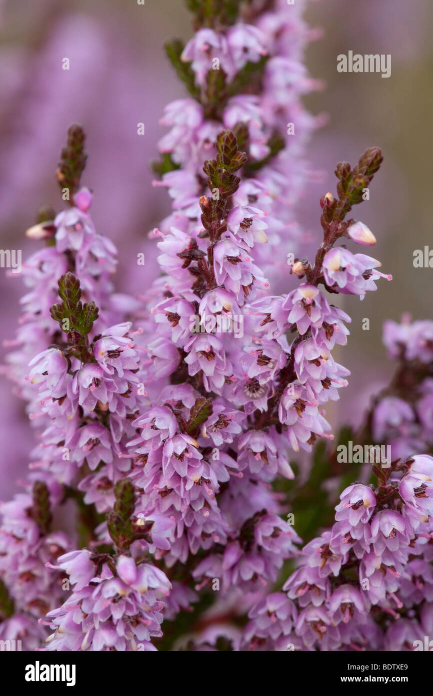 Besenheide - (Heidekraut) / Common Heather - (Ling) / Calluna vulgaris Stock Photo