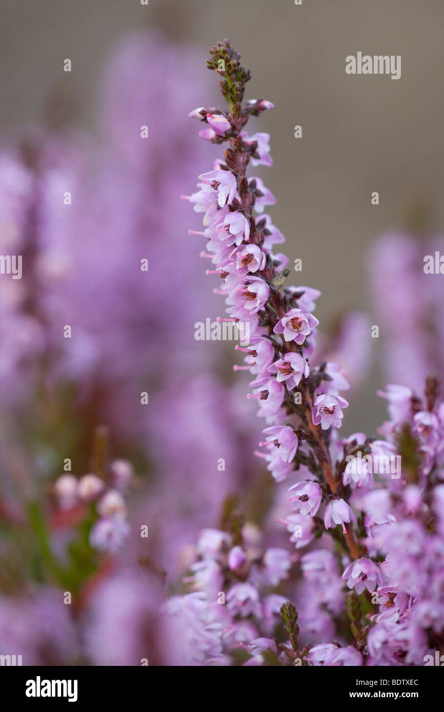 Besenheide - (Heidekraut) / Common Heather - (Ling) / Calluna vulgaris Stock Photo