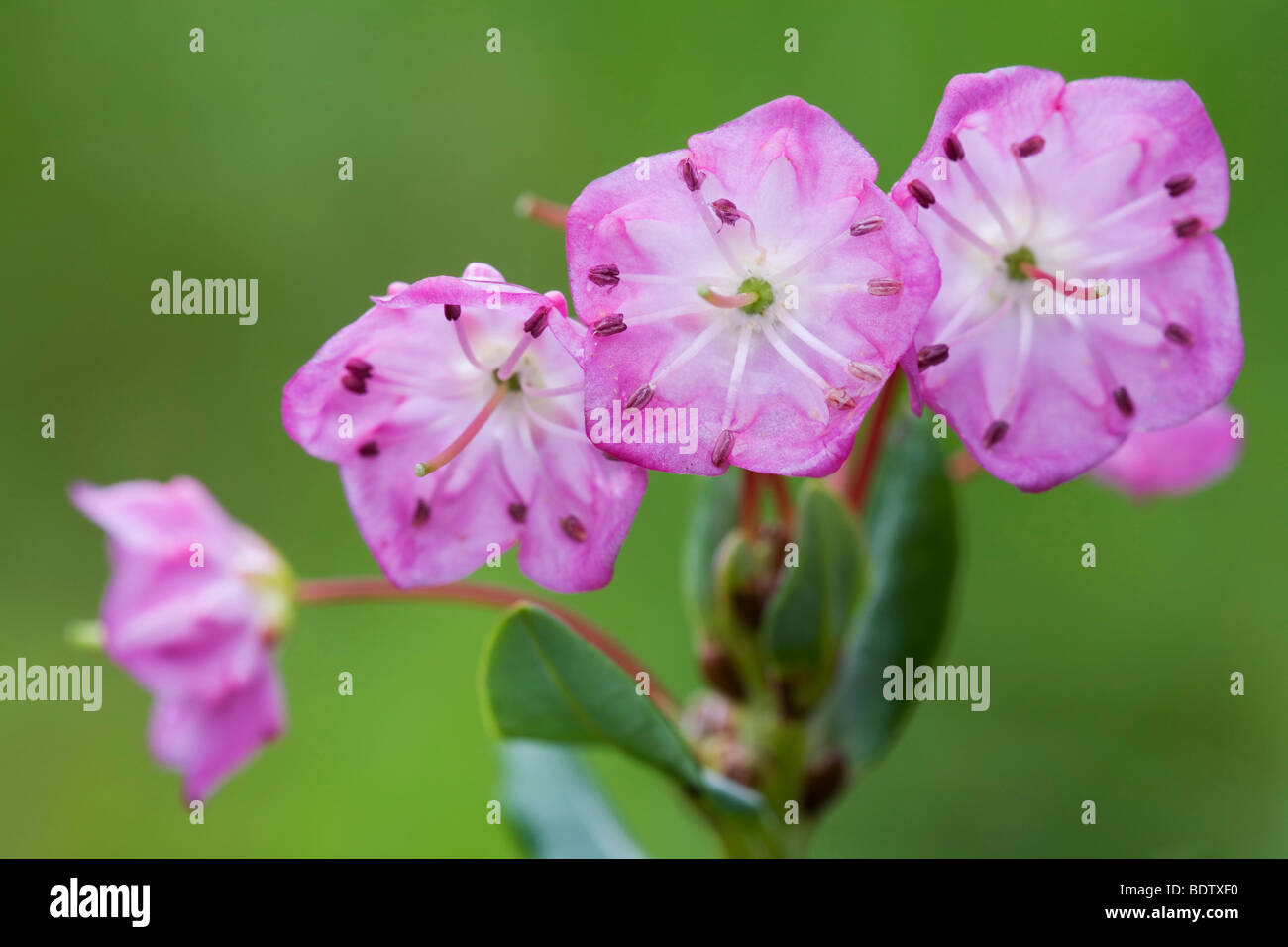 Poleiblaettrige Lorbeerrose - (Lorbeerrose) / Bog Laurel / Kalmia polifolia Stock Photo