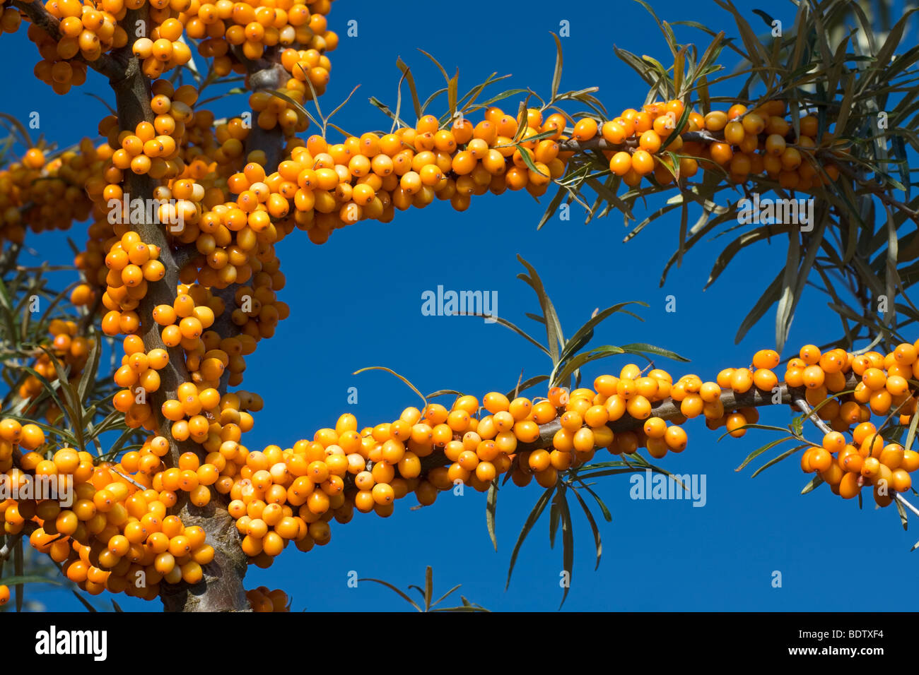 Gemeiner Sanddorn / Sea Buckthorn / Hippophae rhamnoides Stock Photo
