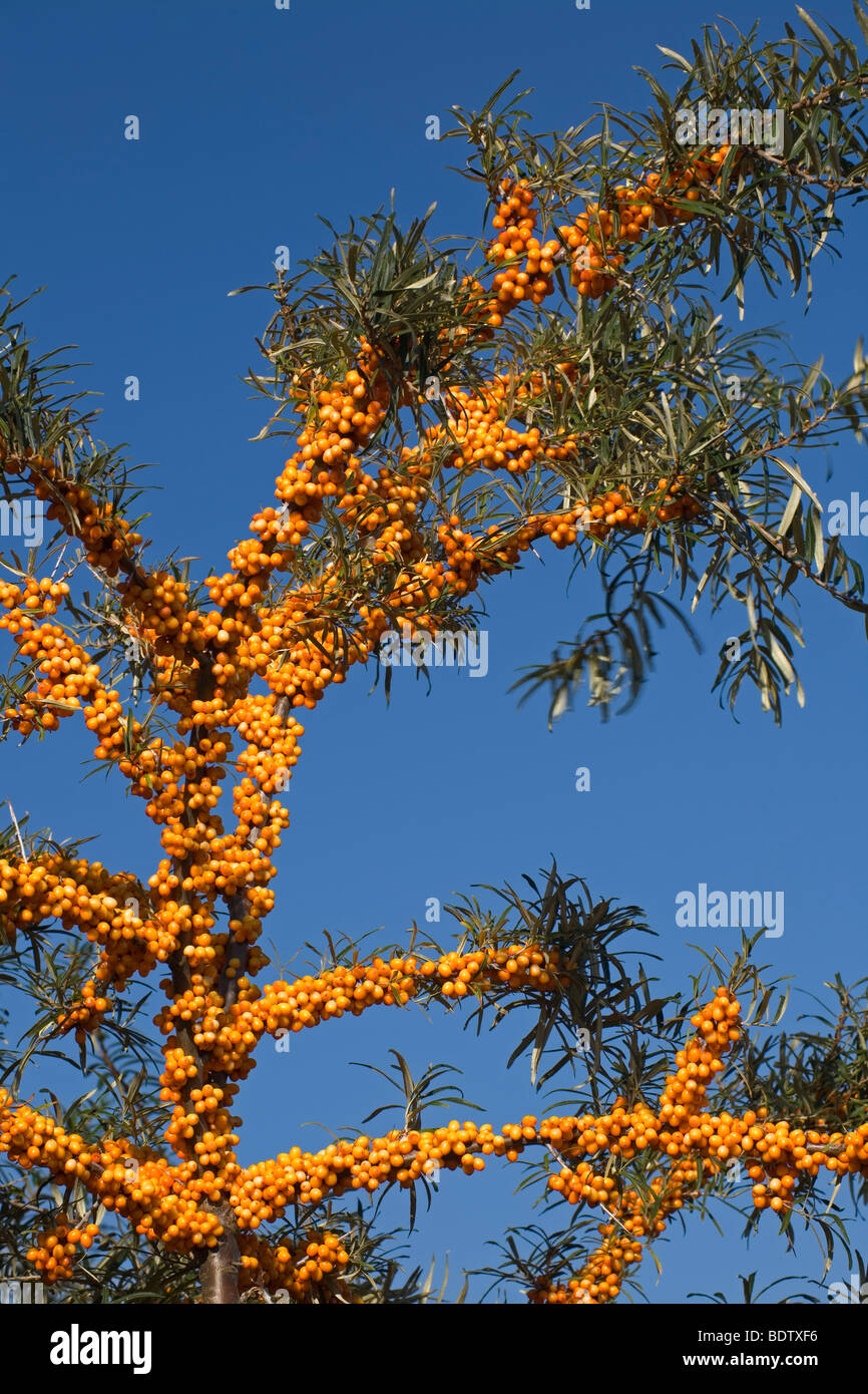 Gemeiner Sanddorn / Sea Buckthorn / Hippophae rhamnoides Stock Photo