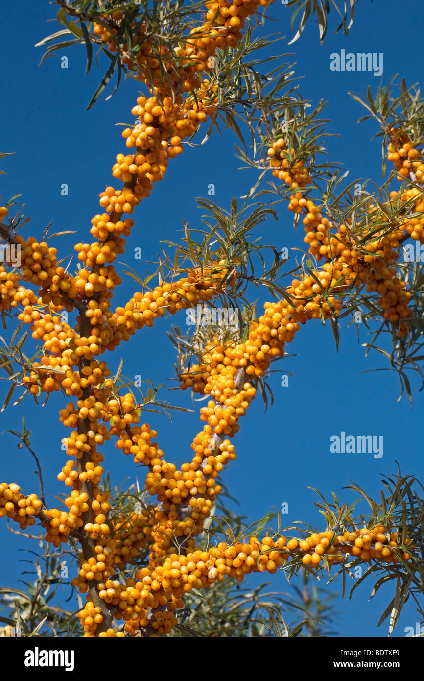 Gemeiner Sanddorn / Sea Buckthorn / Hippophae rhamnoides Stock Photo