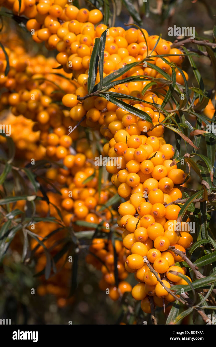 Gemeiner Sanddorn / Sea Buckthorn / Hippophae rhamnoides Stock Photo