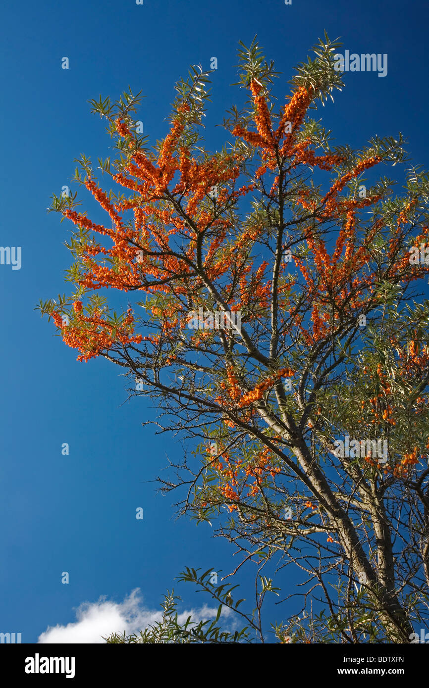 Gemeiner Sanddorn / Sea Buckthorn / Hippophae rhamnoides Stock Photo