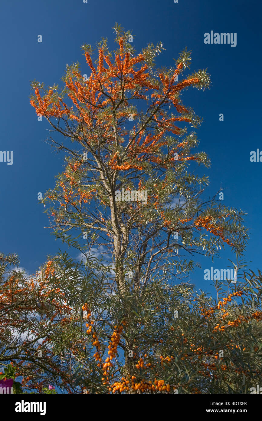 Gemeiner Sanddorn / Sea Buckthorn / Hippophae rhamnoides Stock Photo