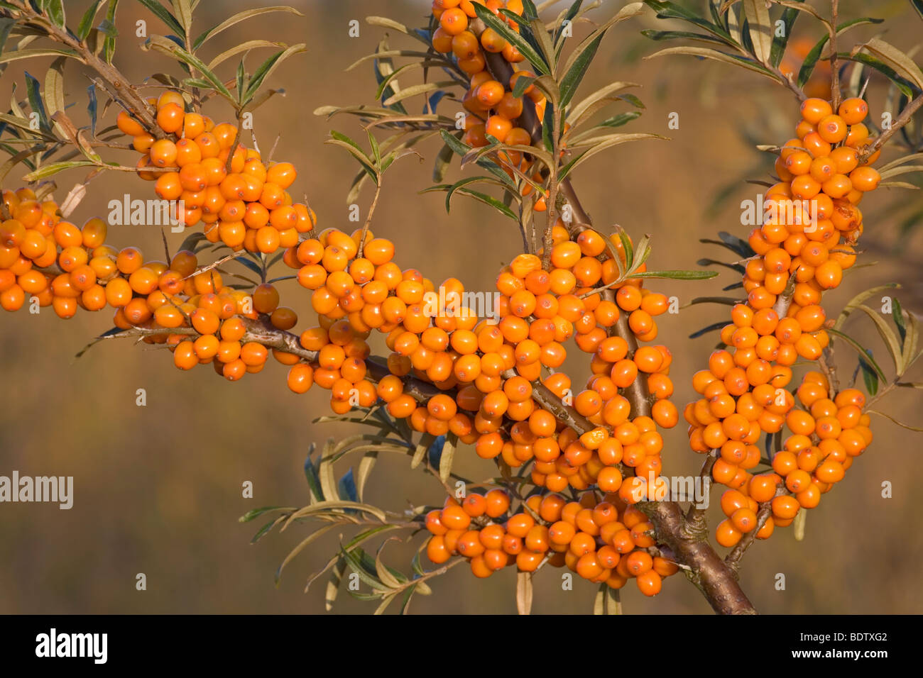 Gemeiner Sanddorn / Sea Buckthorn / Hippophae rhamnoides Stock Photo