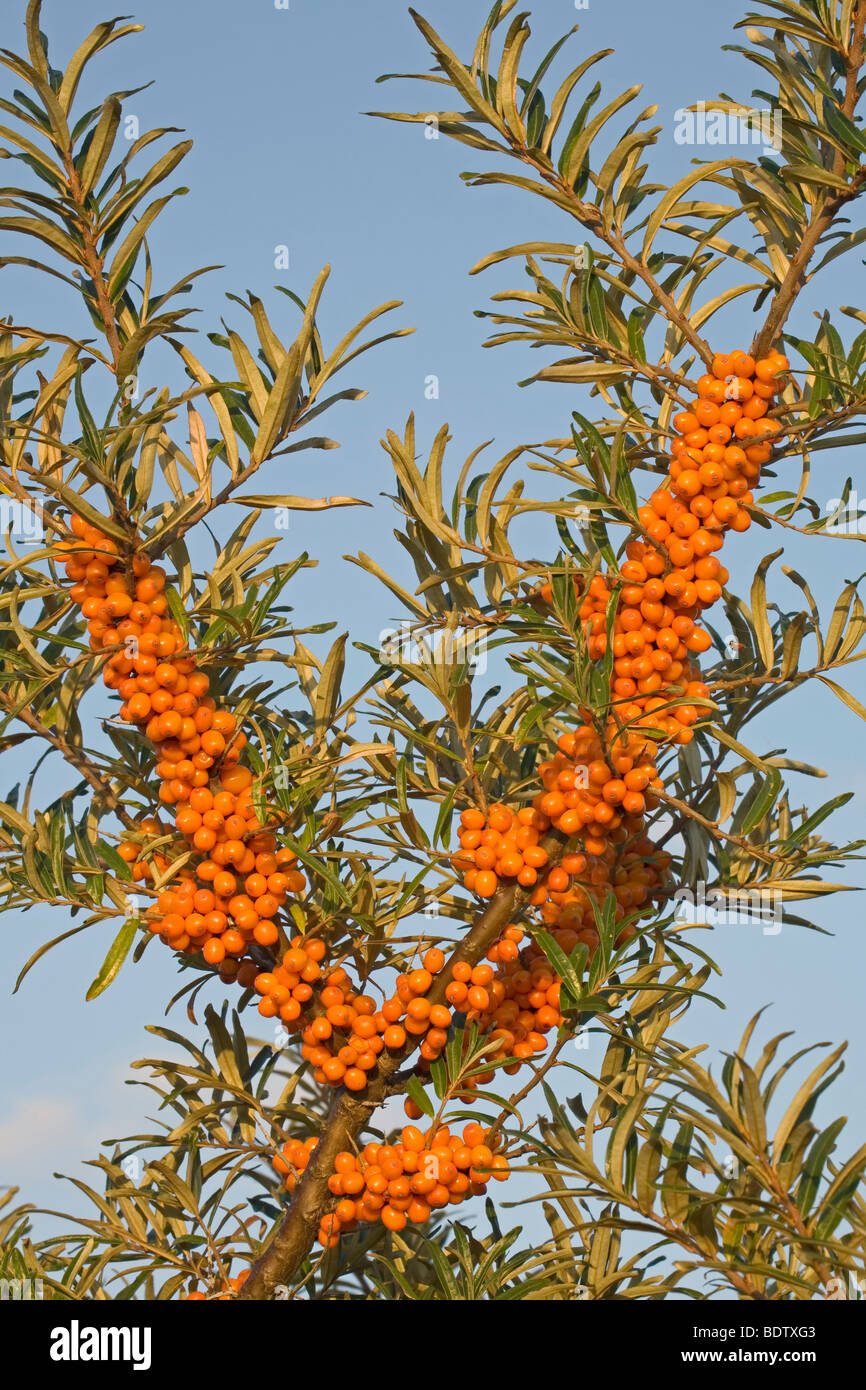 Gemeiner Sanddorn / Sea Buckthorn / Hippophae rhamnoides Stock Photo