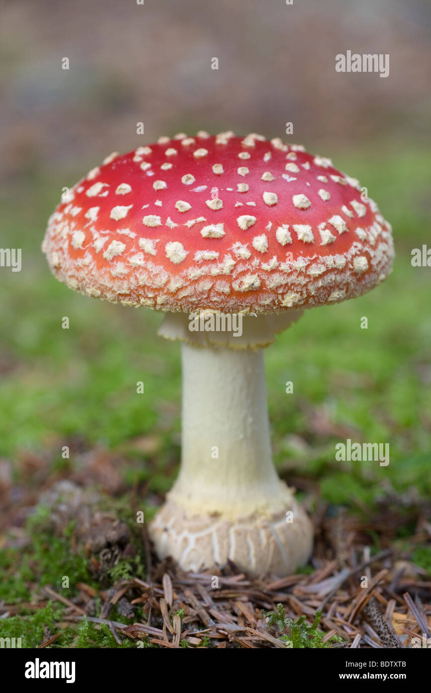Fliegenpilz - (Roter Fliegenpilz) / Fly Agaric - (Fly amanita-Mushroom) / Amanita muscaria Stock Photo