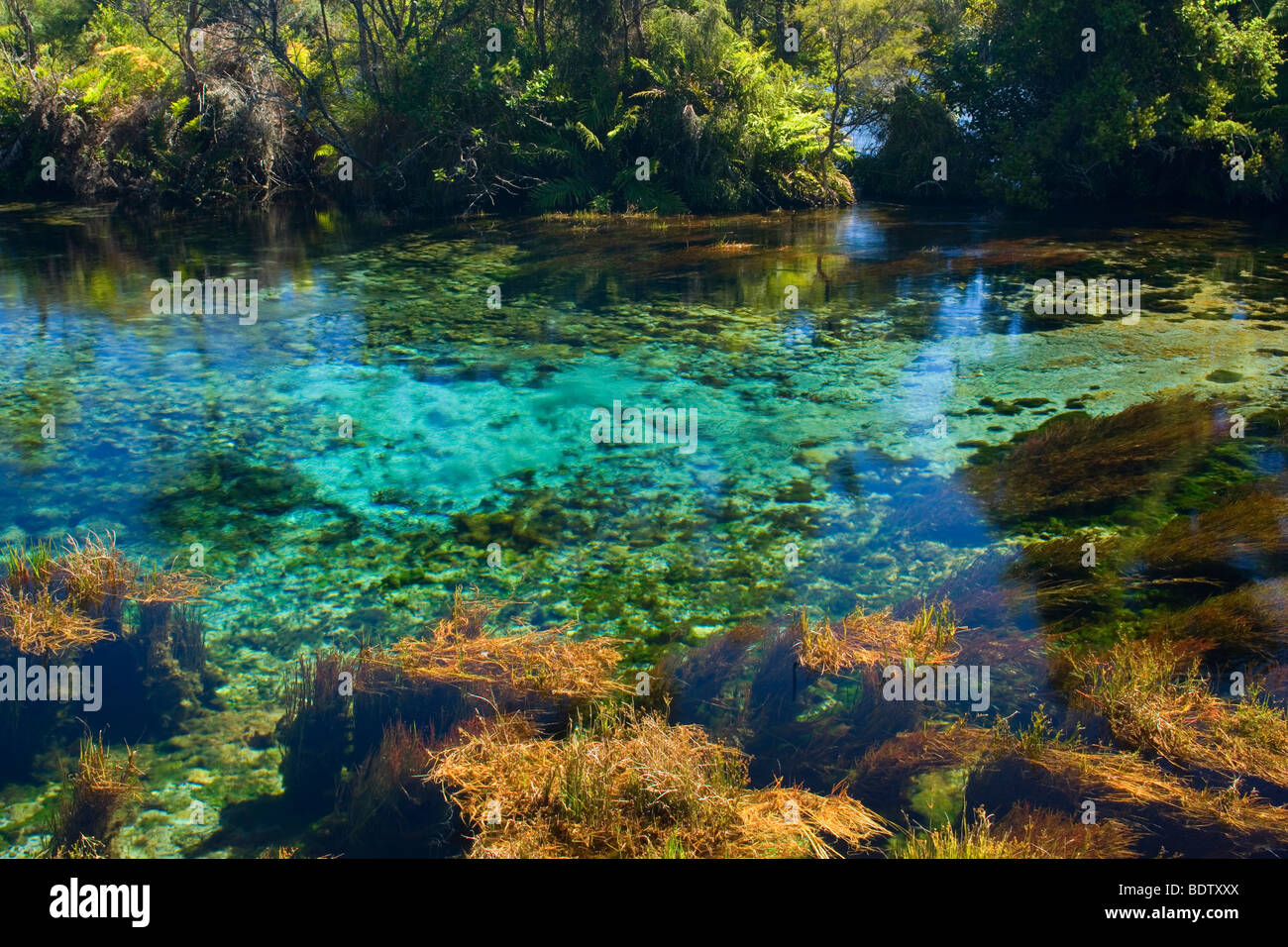 Pupu Springs, amazingly clear water of Te Waikorupupu springs, Golden Bay, Nelson District, South Island, New Zealand Stock Photo