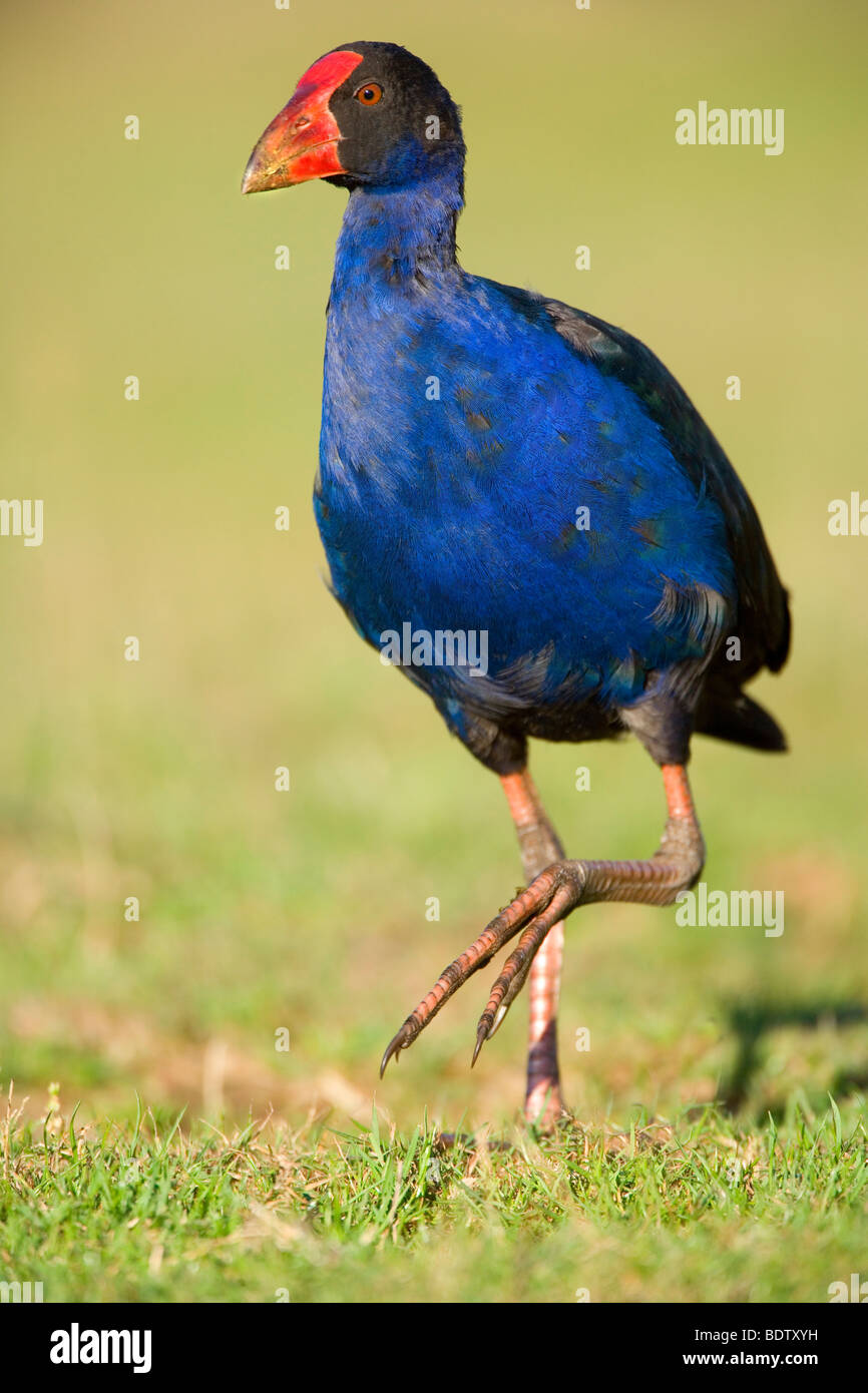 Swamphen,Porphyrio porphyrio, stands on a meadow looking out, Golden Bay, Nelson District, South Island, New Zealand Stock Photo