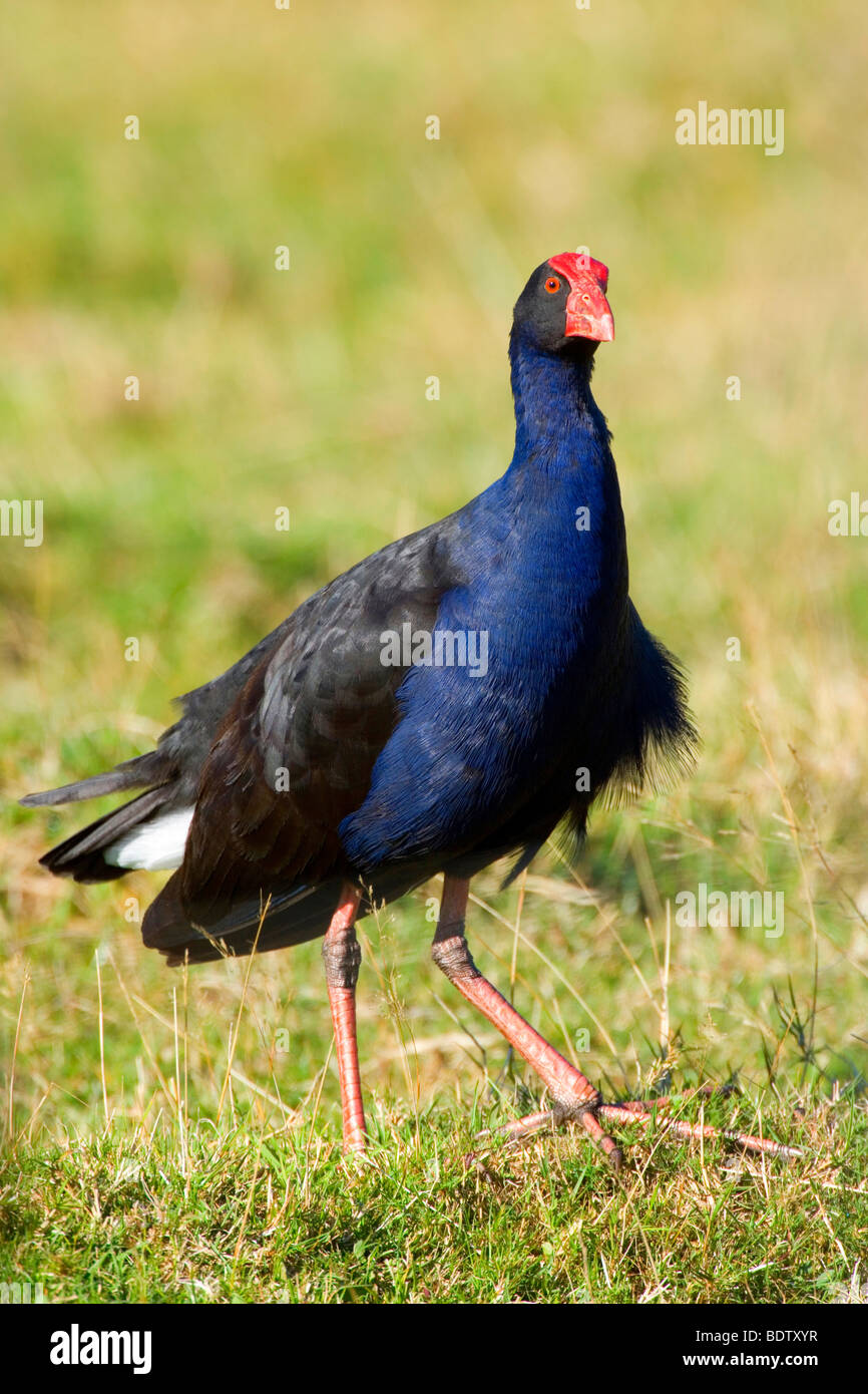 Swamphen,Porphyrio porphyrio, stands on a meadow looking out, Golden Bay, Nelson District, South Island, New Zealand Stock Photo