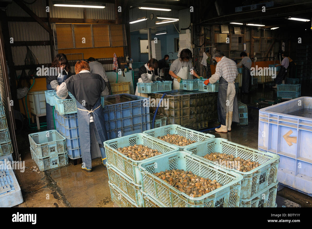 Factory, shells being washed and packaged for merchandising, Mikawa Bay ...