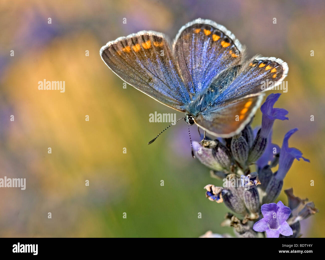 Blaeulinge, Lycaenidae, gossamer-winged butterflies Stock Photo