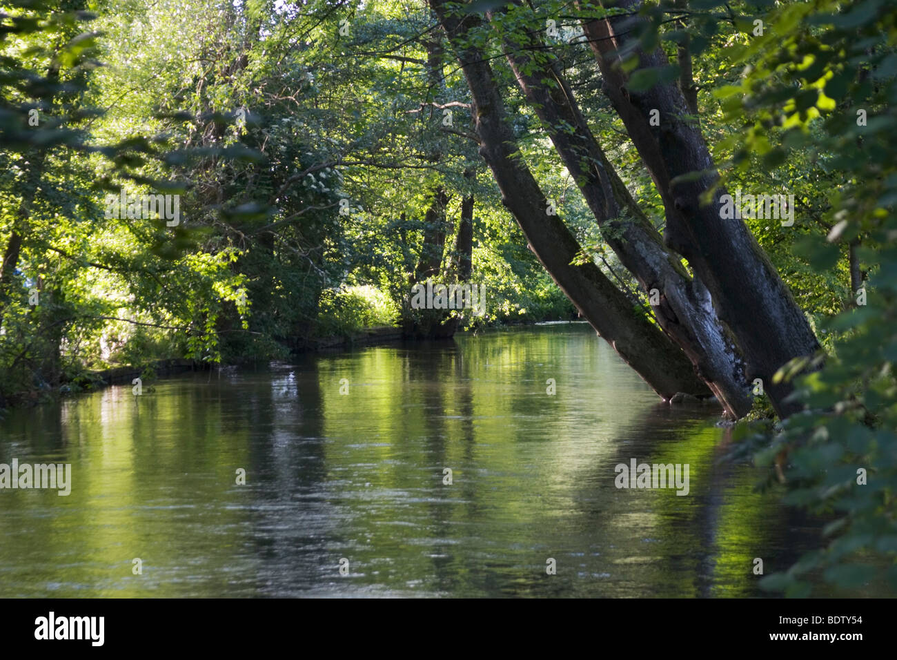 brook, creek, bach, flussaue, aue, floodplain, Stock Photo