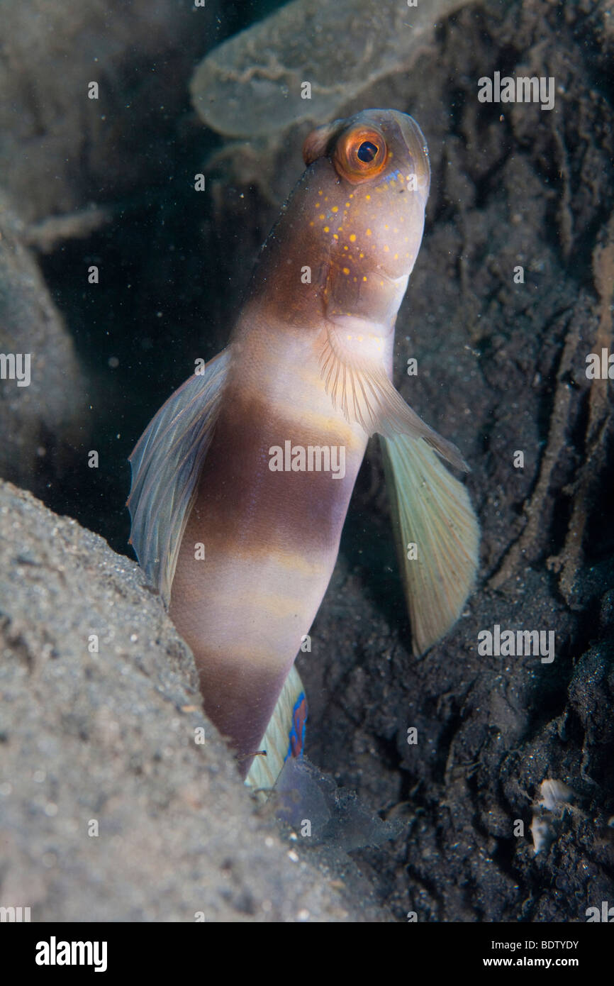 Blotchy shrimp goby (Amblyeleotris periophthalmus) Stock Photo