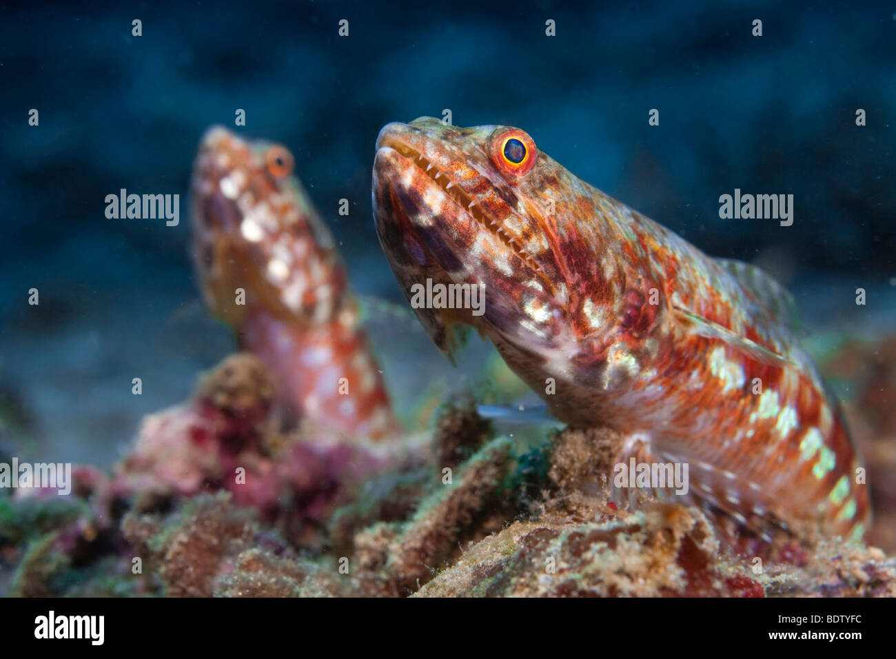 Redmarbled lizardfish (Synodus rubromarmoratus), Indonesia Stock Photo
