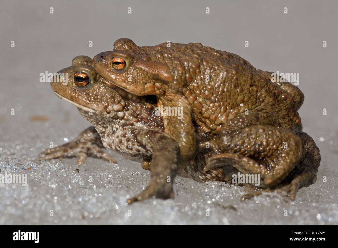 Erdkroete - (Erdkroetenpaar), Common Toad - male & female (Bufo bufo) Stock Photo