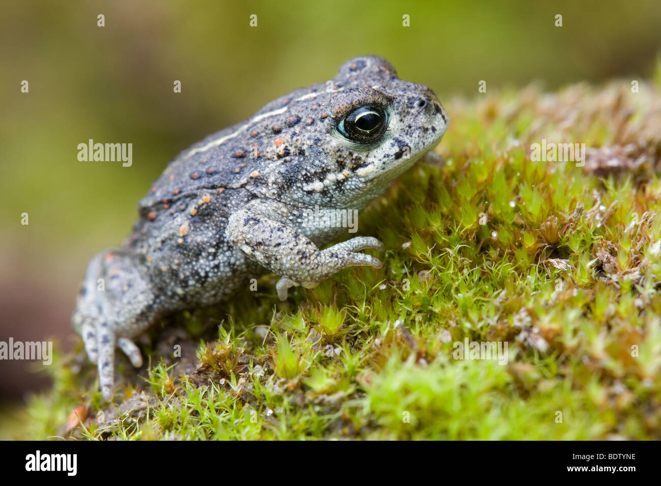 Kreuzkroete - Jungtier, Natterjack Toad - youth (Bufo calamita, Epidalea calamita) Stock Photo