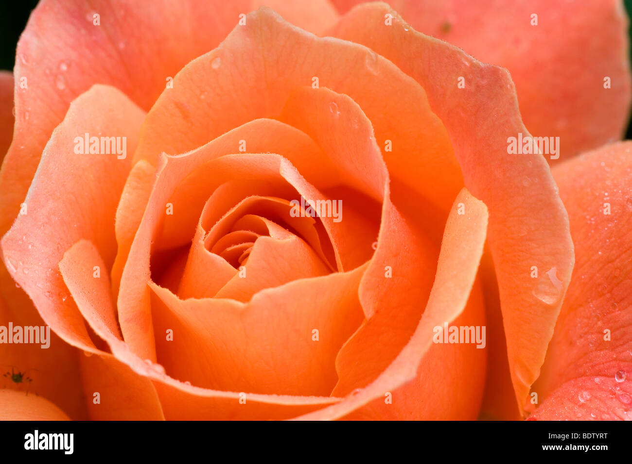 Detailaufnahme einer rotorangen Rose, detail, rose, red lights Stock Photo