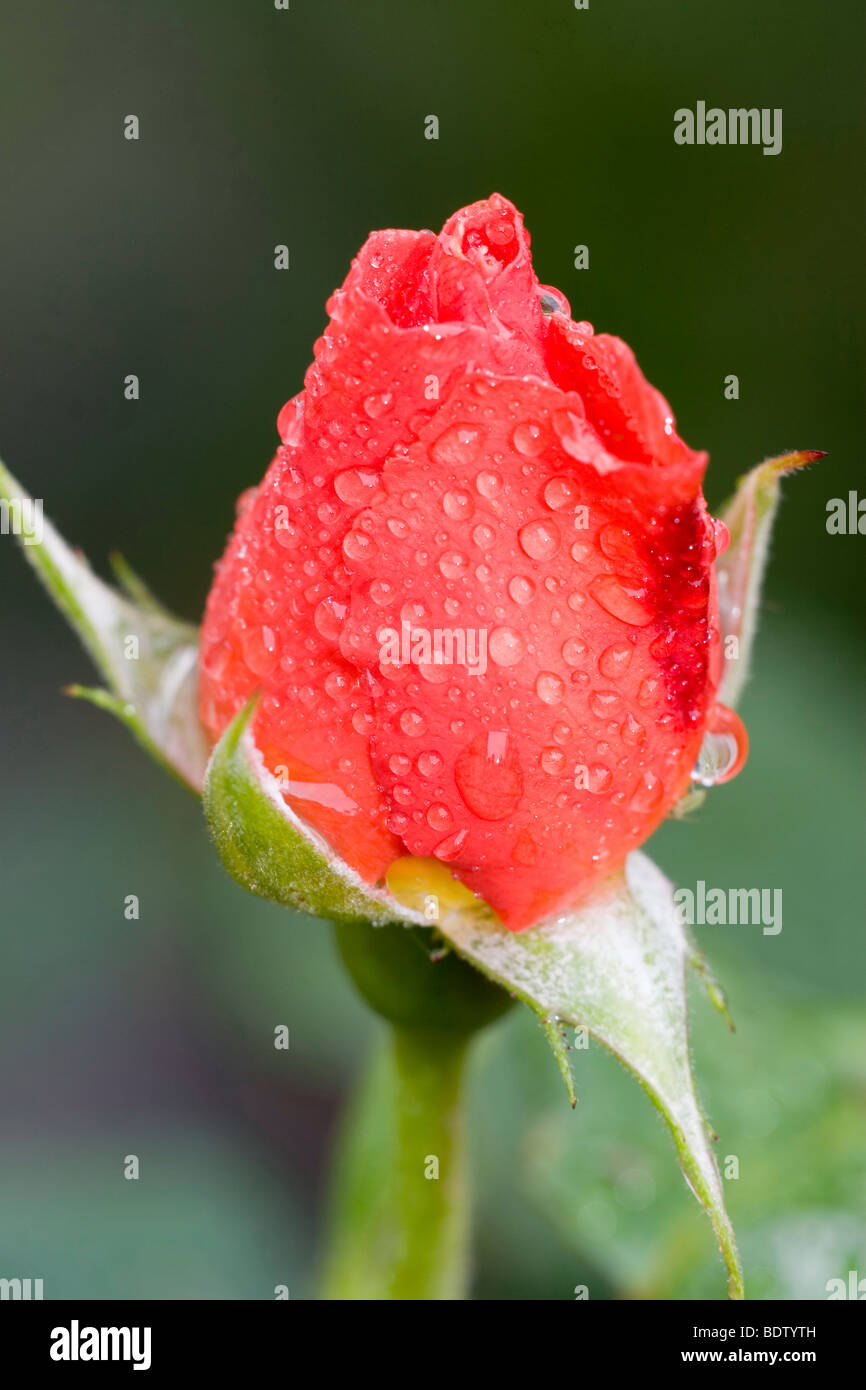 Rote Rose mit Wassertropfen, red rose, drop of water Stock Photo