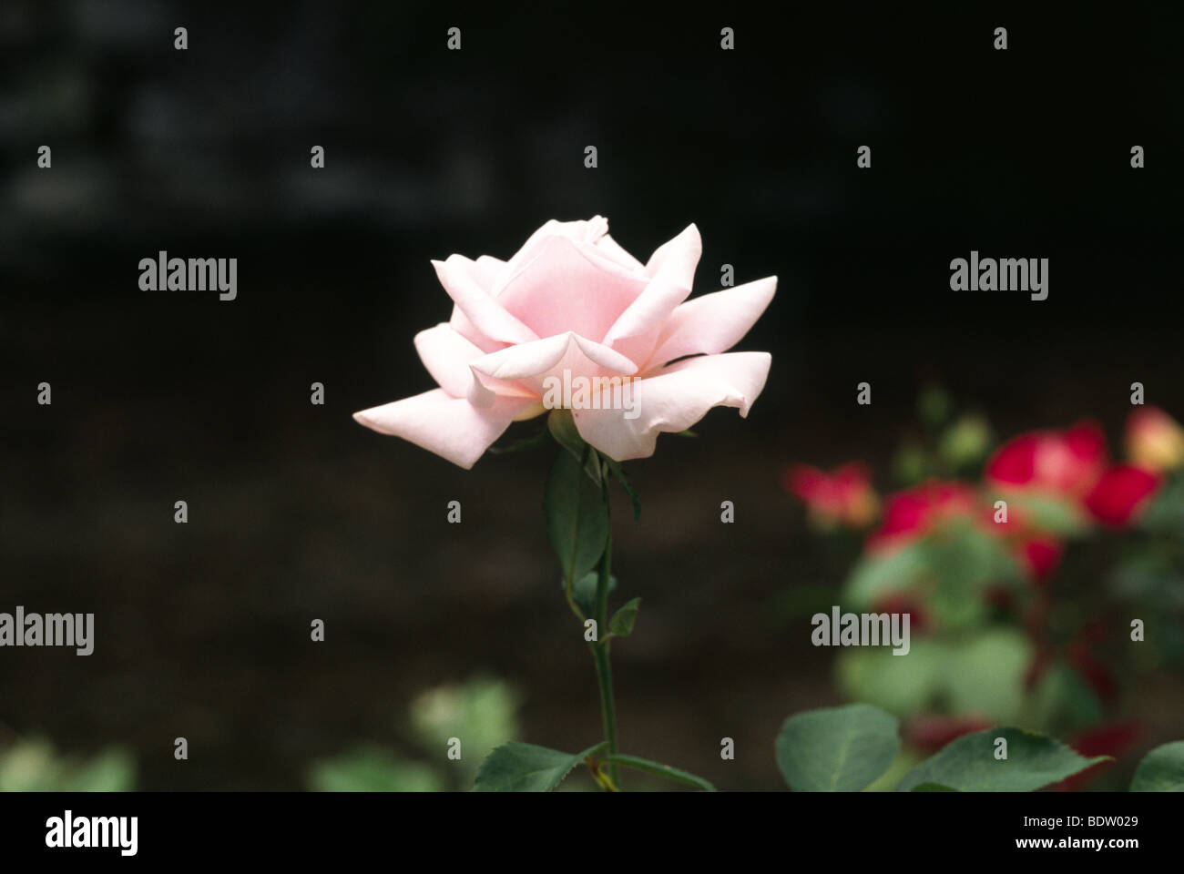 One pink rose Stock Photo - Alamy