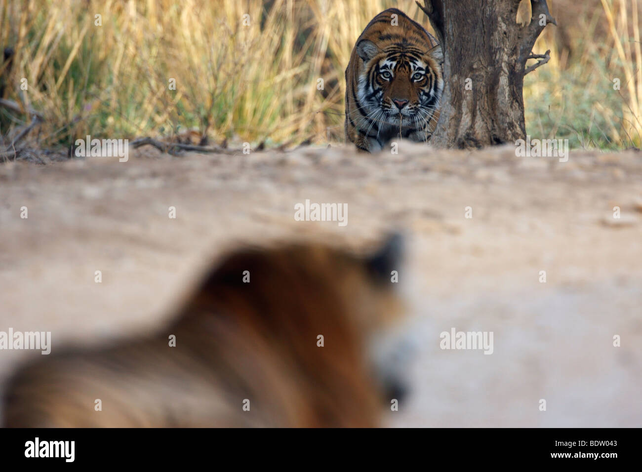 indischer tiger, koenigstiger, panthera tigris tigris, indien, asien, royal bengal tiger, india, asia Stock Photo