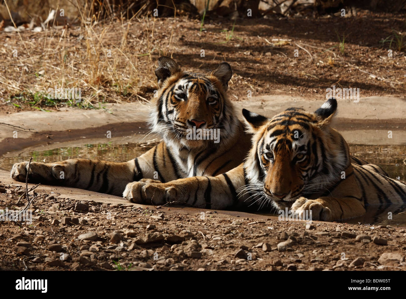 indischer tiger, koenigstiger, panthera tigris tigris, indien, asien ...
