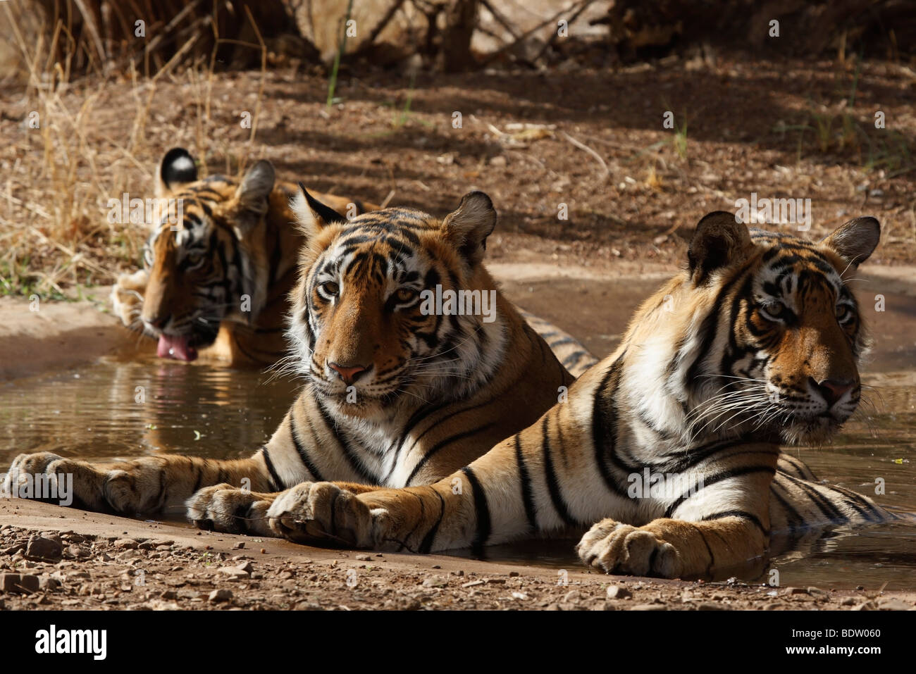 indischer tiger, koenigstiger, panthera tigris tigris, indien, asien ...