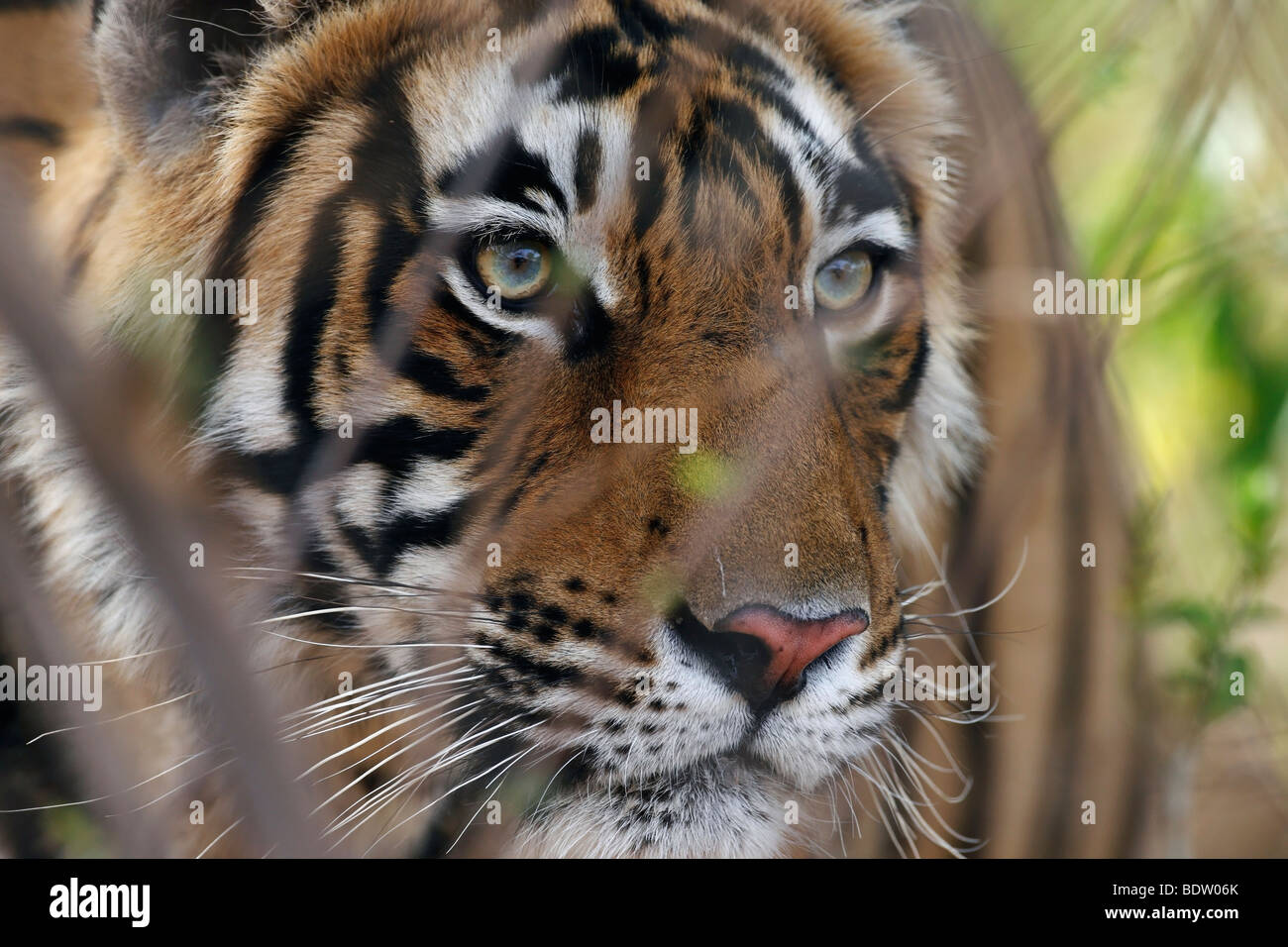 indischer tiger, koenigstiger, panthera tigris tigris, indien, asien ...