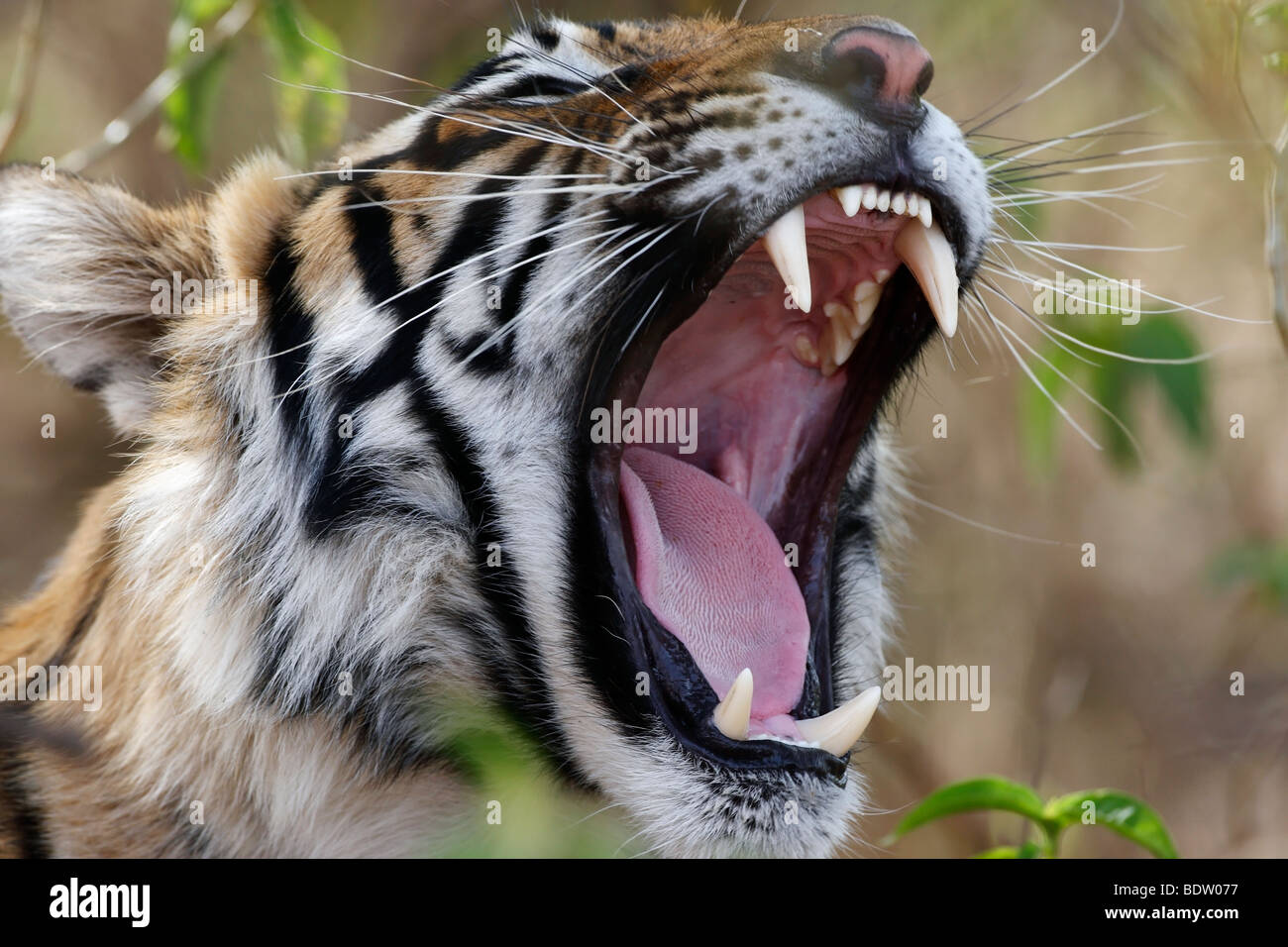 indischer tiger, koenigstiger, panthera tigris tigris, indien, asien, royal bengal tiger, india, asia Stock Photo