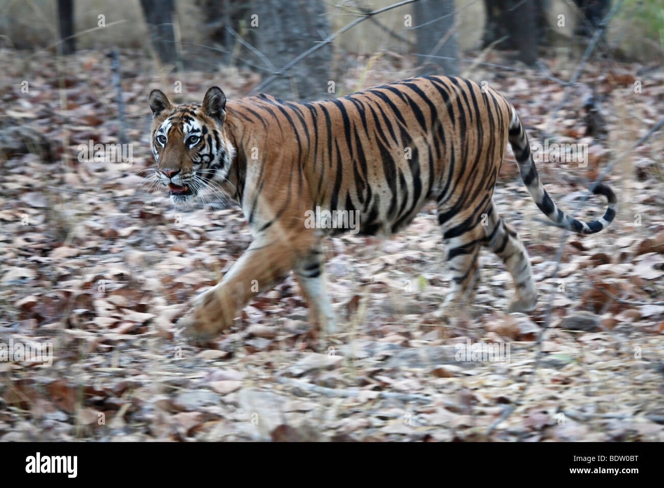 indischer tiger, koenigstiger, panthera tigris tigris, indien, asien, royal bengal tiger, india, asia Stock Photo