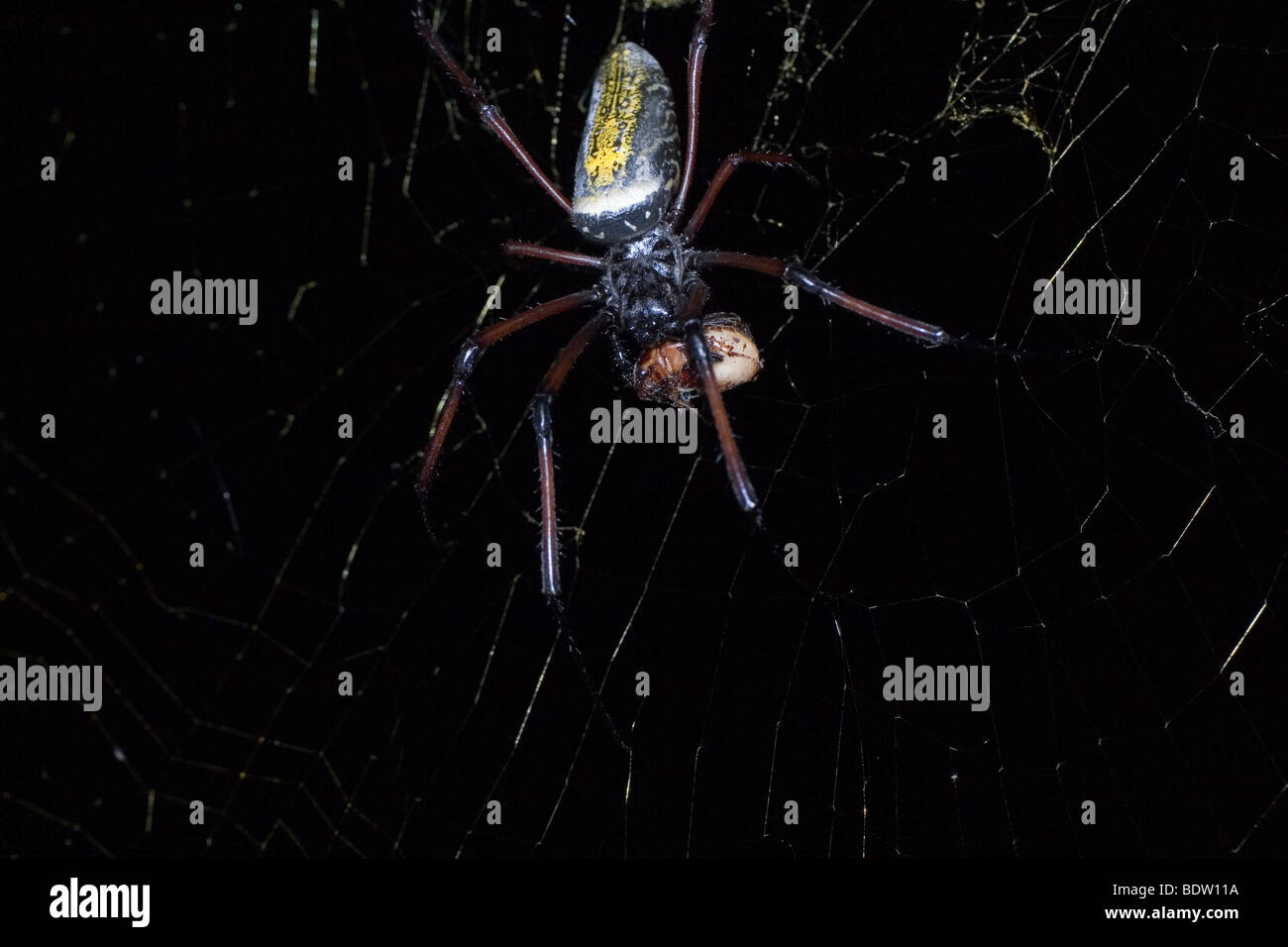 Golden orb-web spider, (Nephila clavipes), Madagascar, Africa Stock Photo