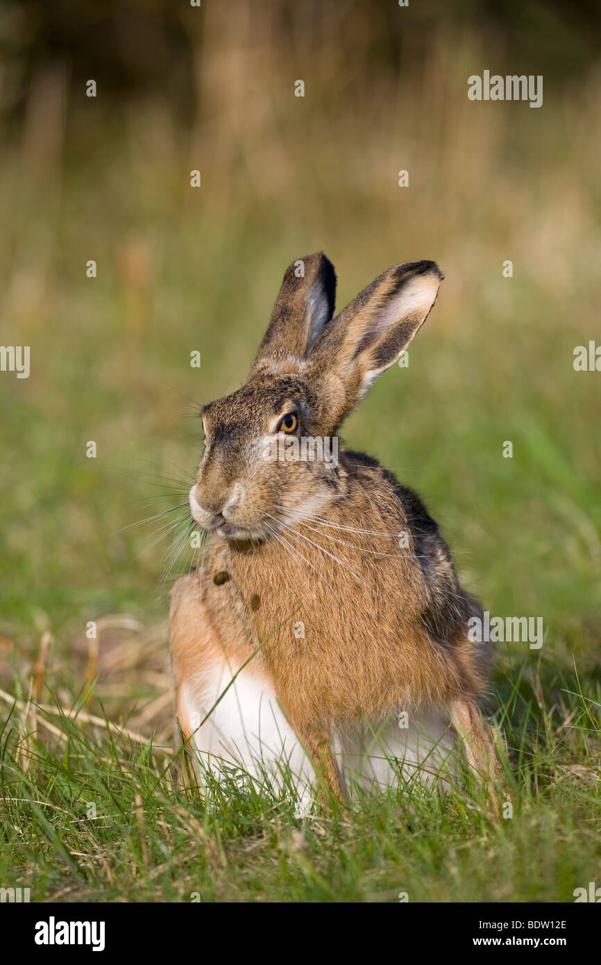 Brown Hare - (European Hare - leveret) / Lepus europaeus Stock Photo