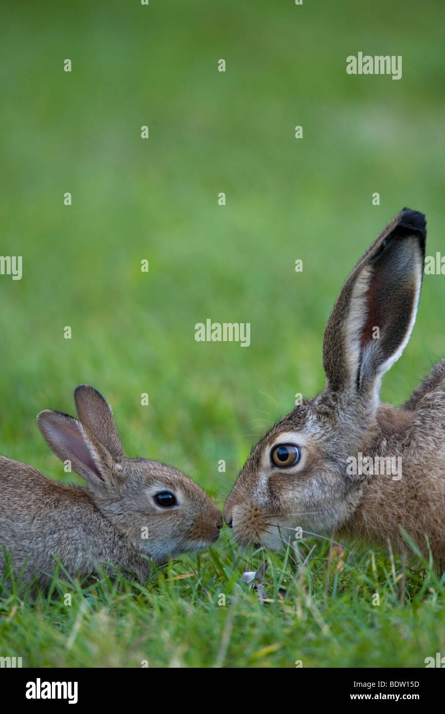 Brown Hare - (European Hare - leveret) / Lepus europaeus Stock Photo