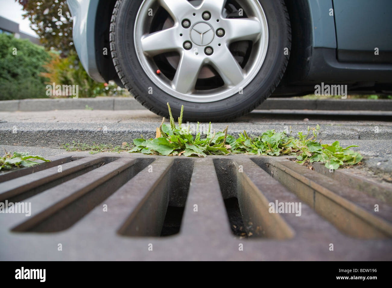 mercedes-autoreifen ueber einem gullydeckel, aus dem gruenzeug waechst, car wheels at manhole cover Stock Photo