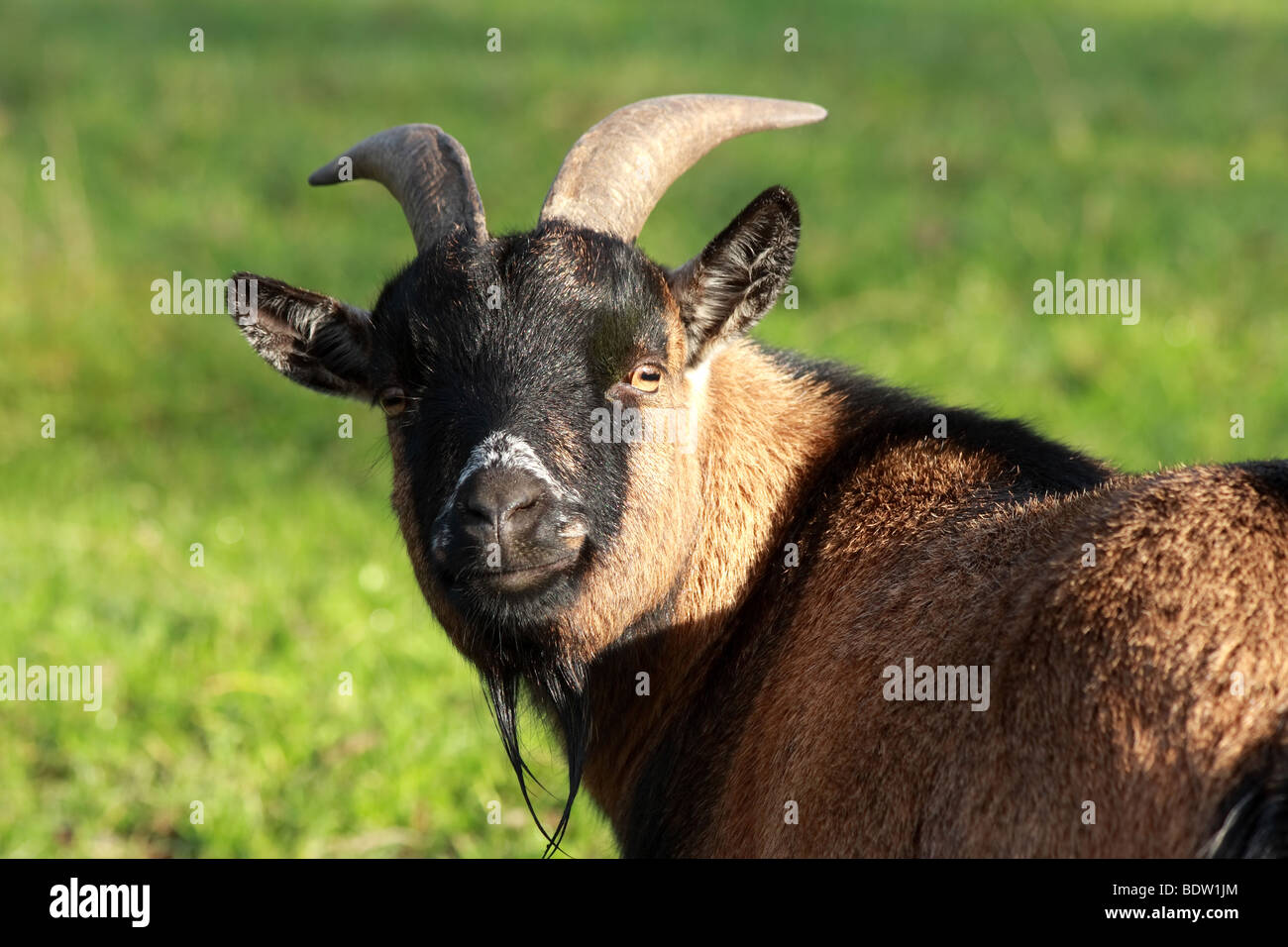 goat (artiodactyla bovidae) Stock Photo