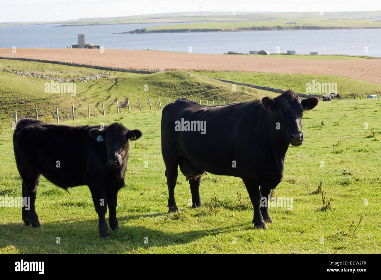 cattles on a willow at the coast of mainland, orkney islands, scotland Stock Photo