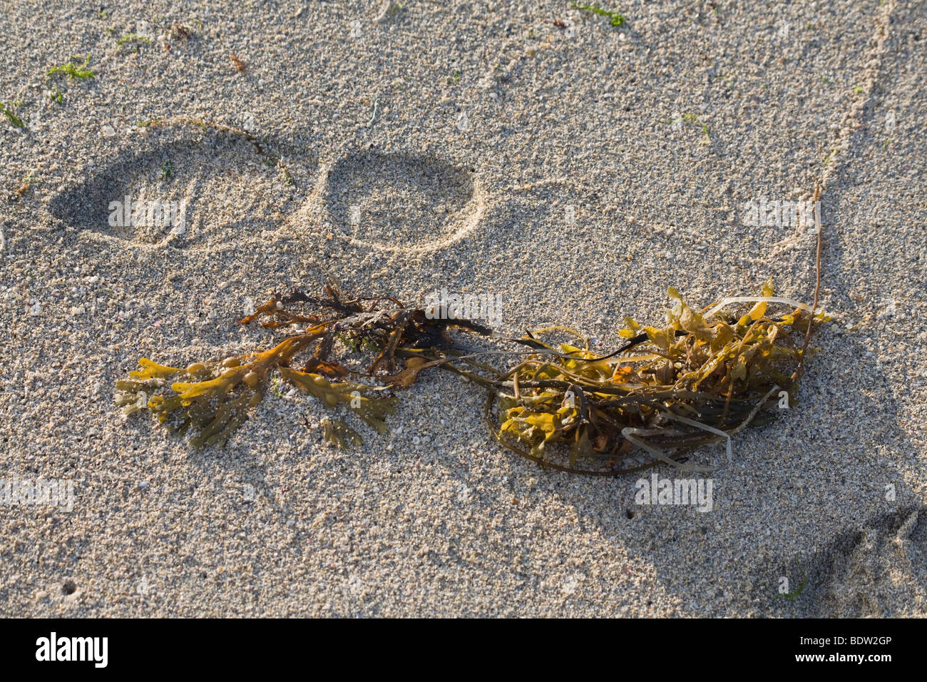 seaweed and footprint in the sand at the beach, orkney islands, scotland Stock Photo