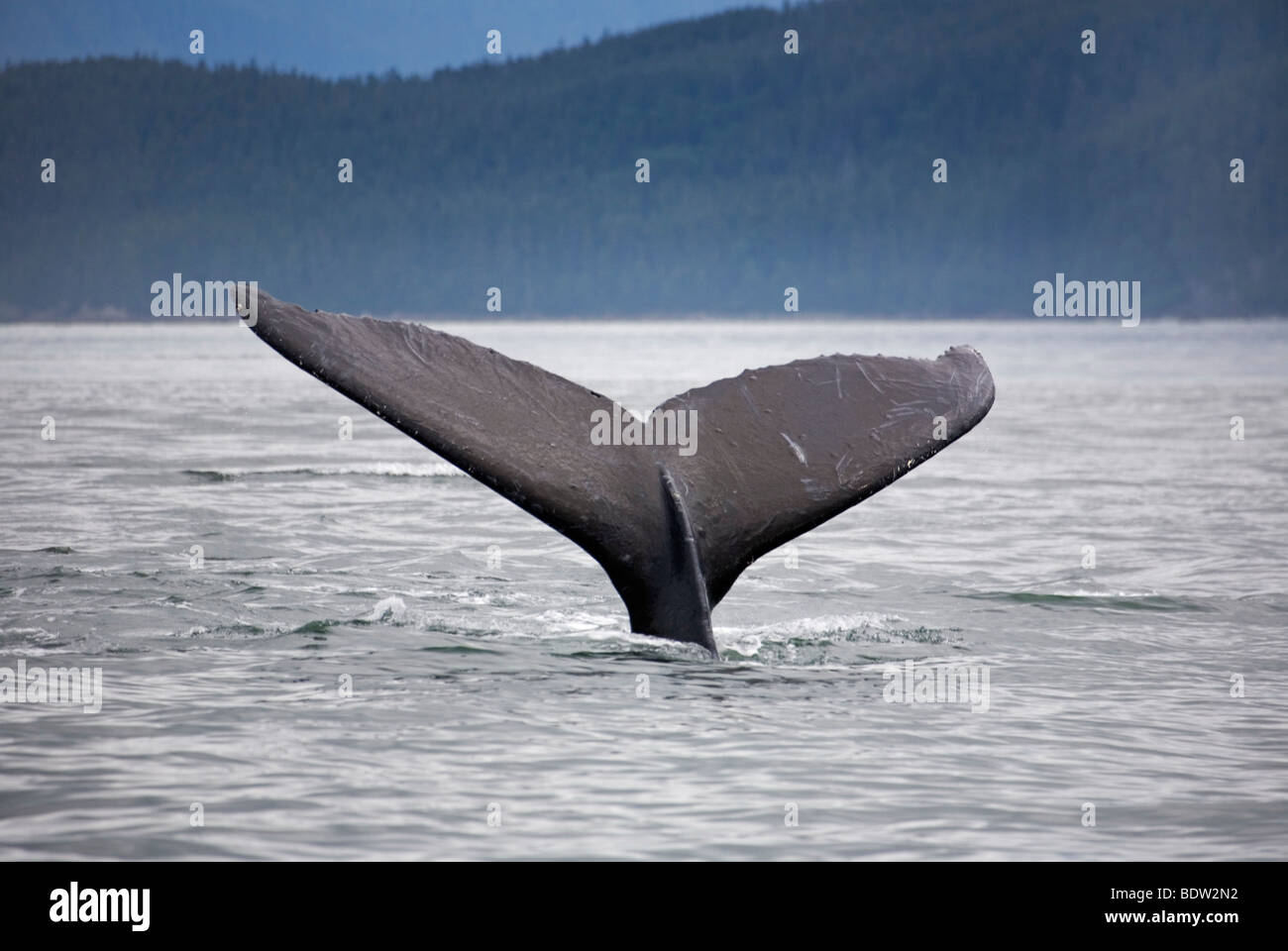 Humpback Whale Megaptera novaeangliae Stock Photo