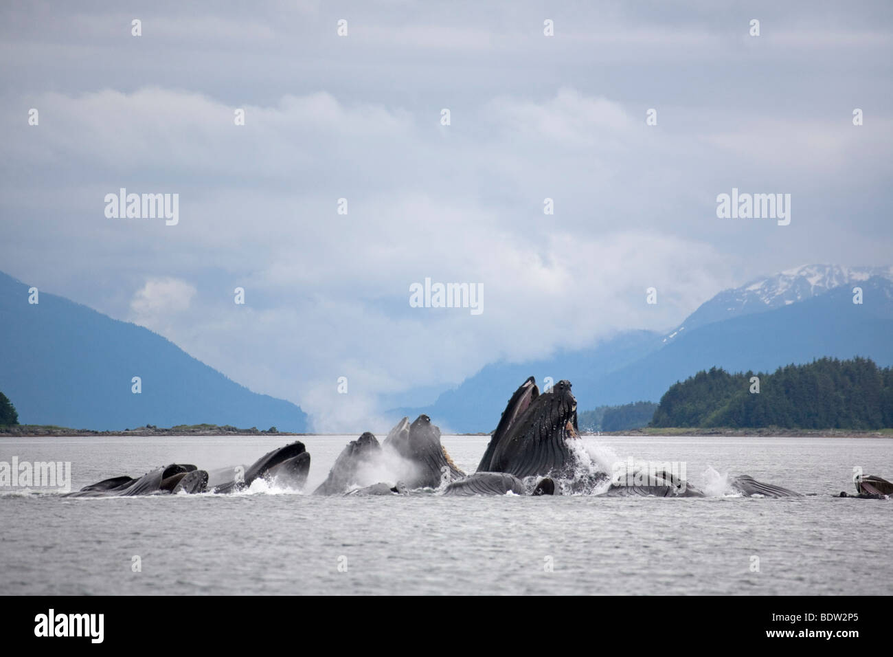 Humpback Whale Megaptera novaeangliae Stock Photo