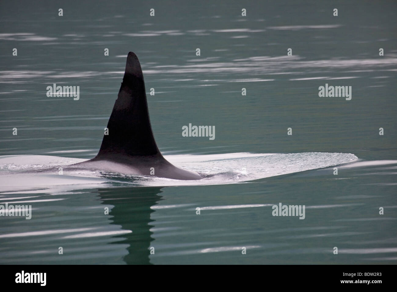 Orca fin protruding from water surface Stock Photo Alamy