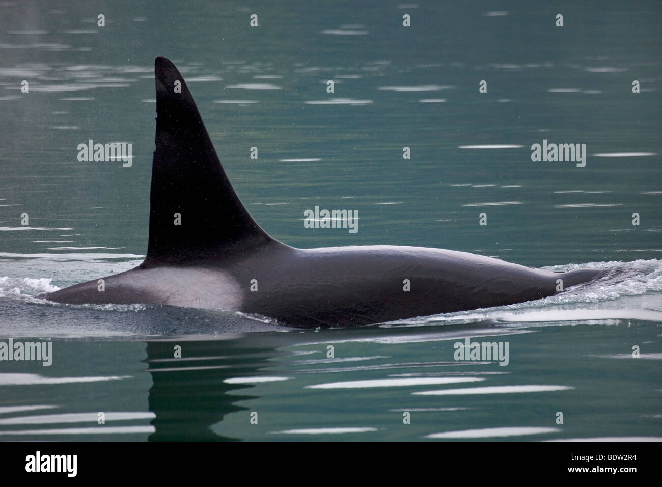 Orca fin protruding from water surface Stock Photo