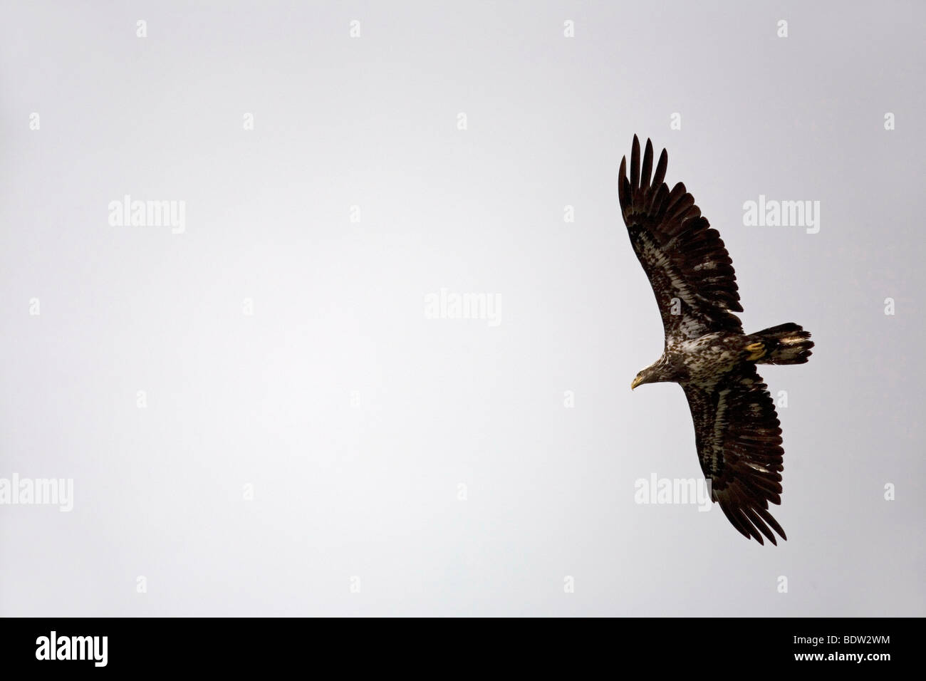 Weisskopfseeadler - Jungvogel / Bald Eagle - immature (Haliaeetus leucocephalus) Stock Photo