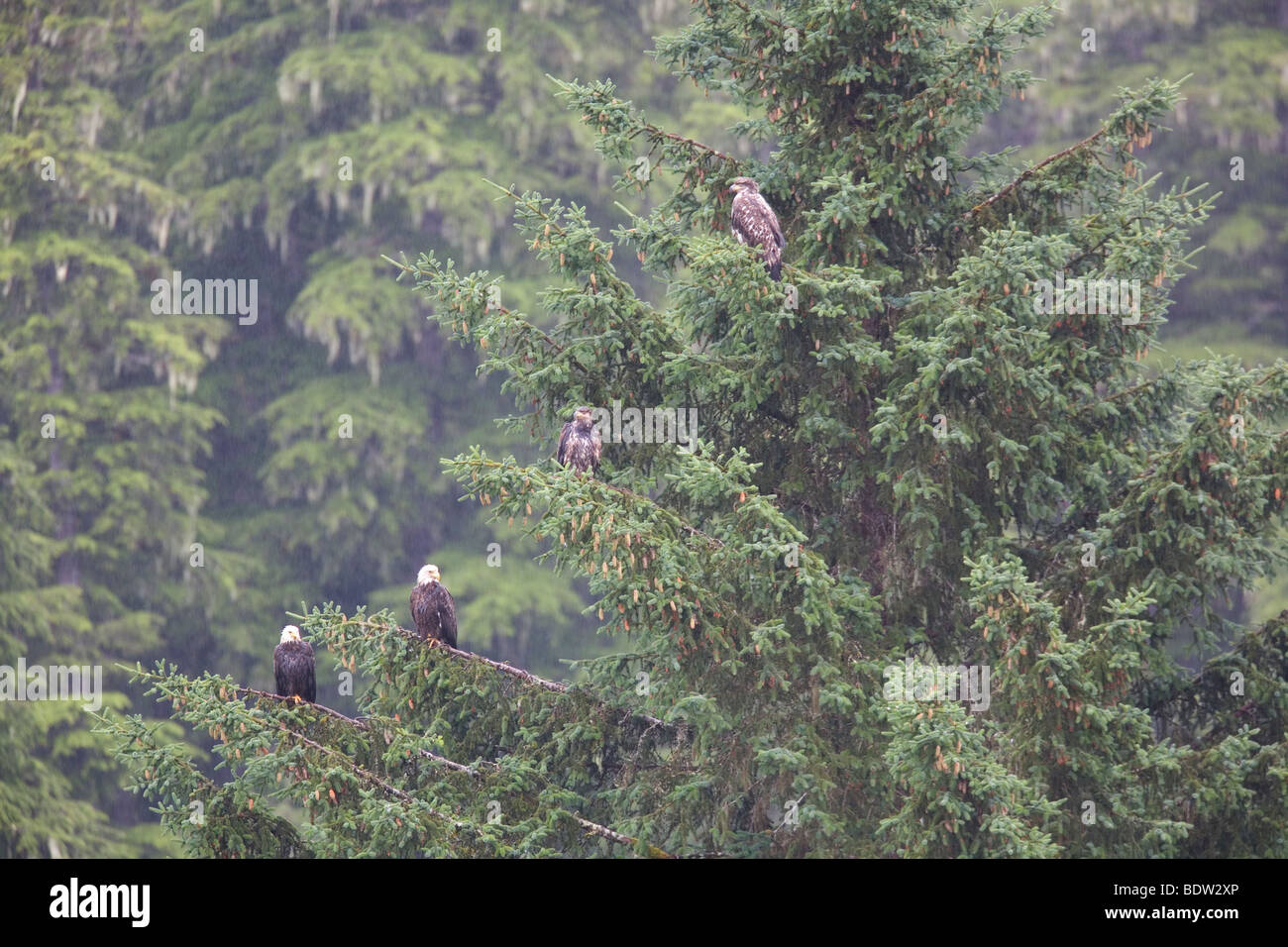 Weisskopfseeadler - Alt + Jungvogel / Bald Eagle - adult + immature (Haliaeetus leucocephalus) Stock Photo